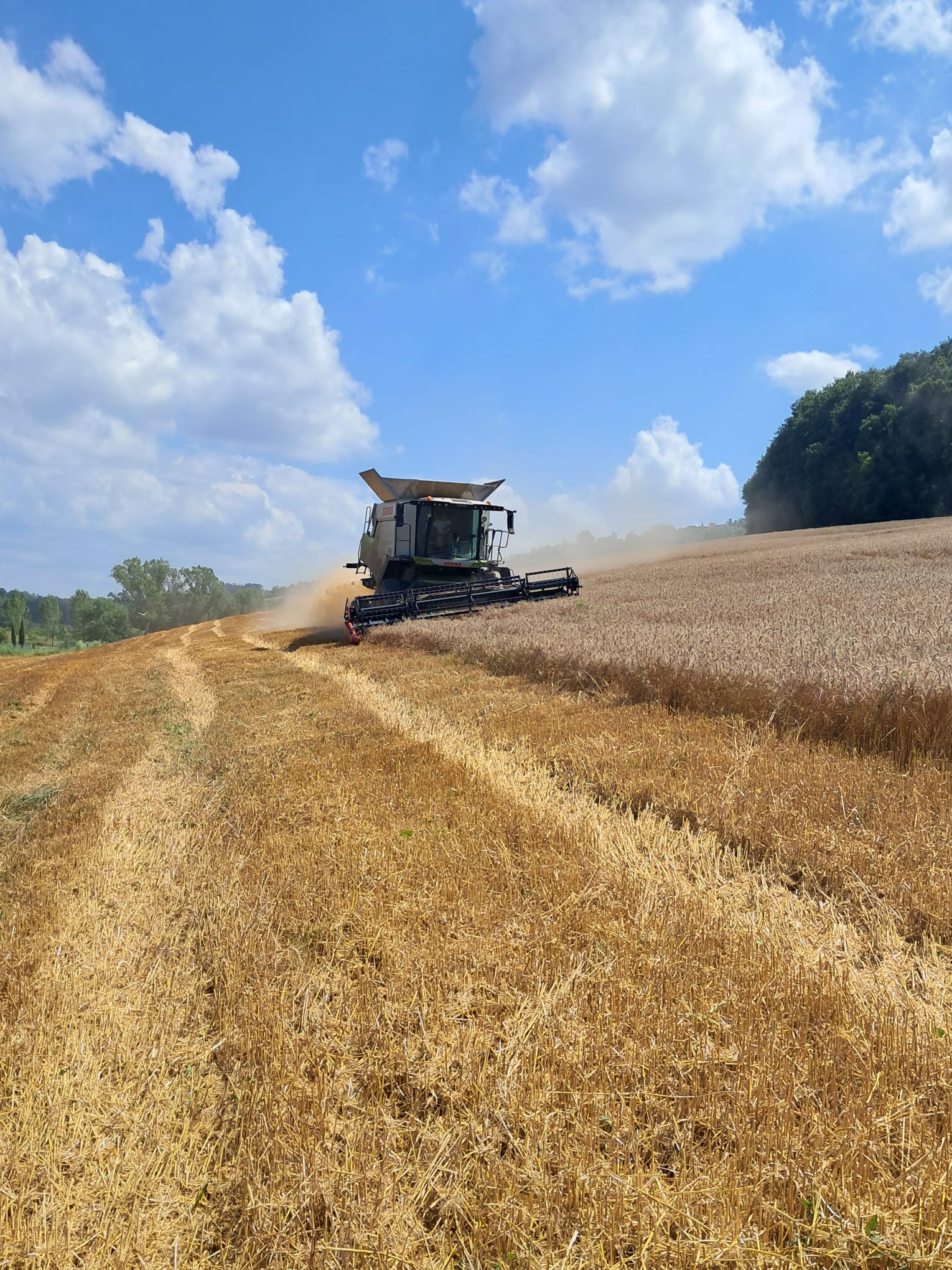 Trebbiatura del grano